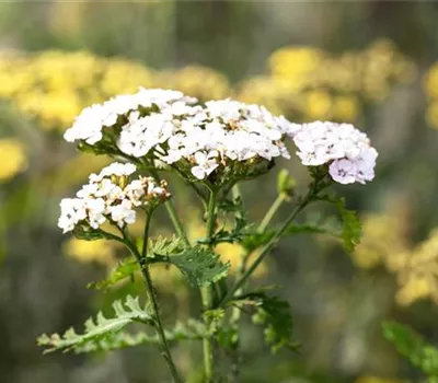 Achillea millefolium 'White Beauty' 
