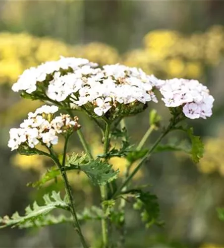 Achillea millefolium 'White Beauty' 