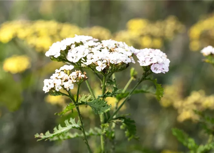 Achillea millefolium 'White Beauty'  Achillea millefolium 'White Beauty'
