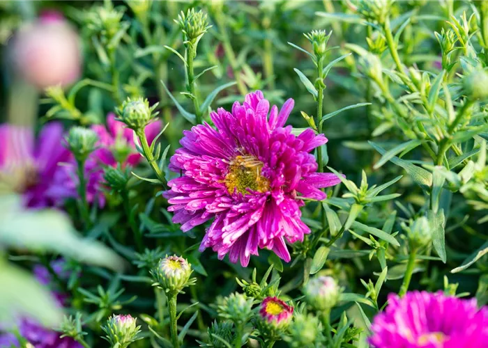 Aster dumosus 'Bahamas'® 
