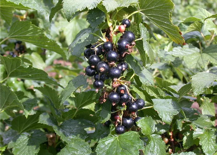 Ribes nigrum 'Silvergieters Schwarze'