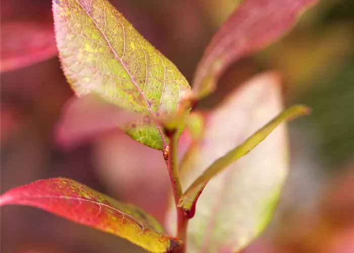 Vaccinium corymbosum 'Bluecrop'