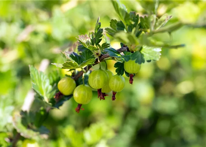 Ribes uva-crispa 'Mucurines'