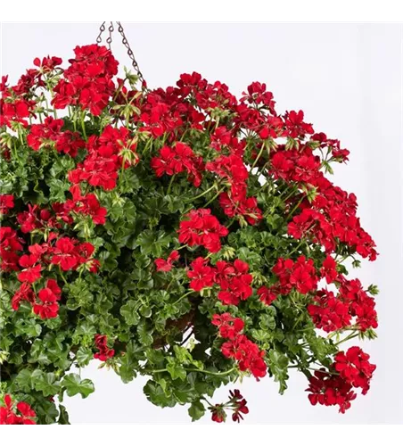 Pelargonium pelt. 'Evelyn® Red'