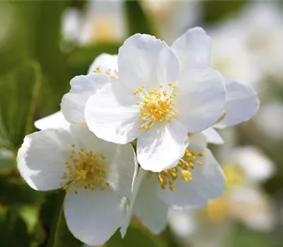 Philadelphus 'Starbright'