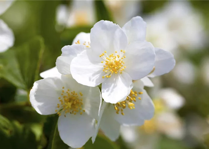 Philadelphus 'Starbright' Philadelphus 'Starbright'