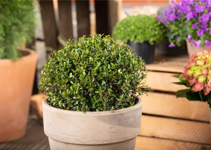 Ilex crenata 'Dark Green'®, Kugel 