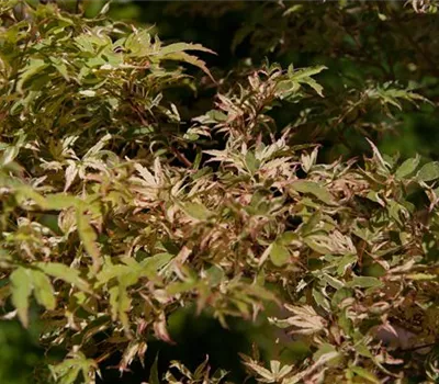 Acer palmatum 'Oridono nishiki' 