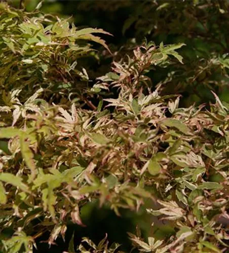 Acer palmatum 'Oridono nishiki'  Acer palmatum 'Oridono nishiki'