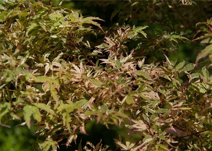 Acer palmatum 'Oridono nishiki'  Acer palmatum 'Oridono nishiki'