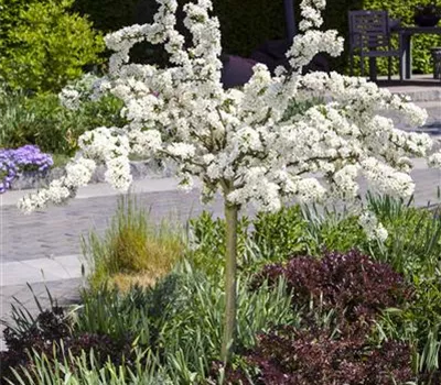 Malus sargentii 'Tina' 