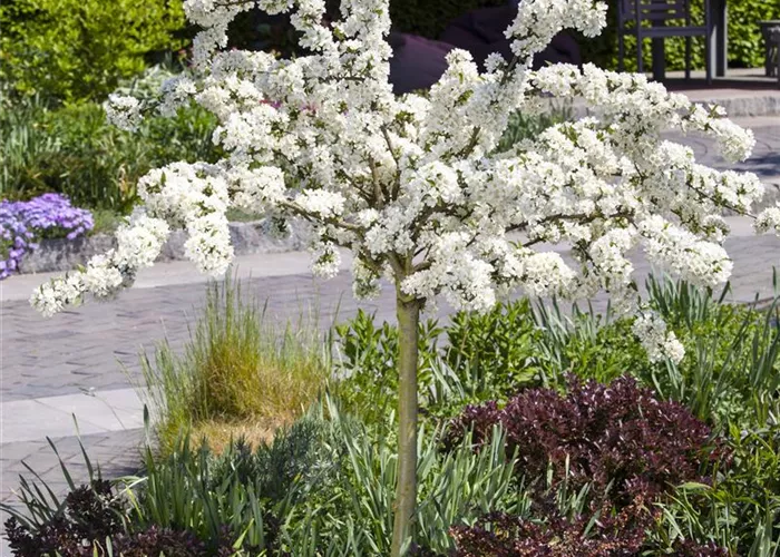 Malus sargentii 'Tina' 