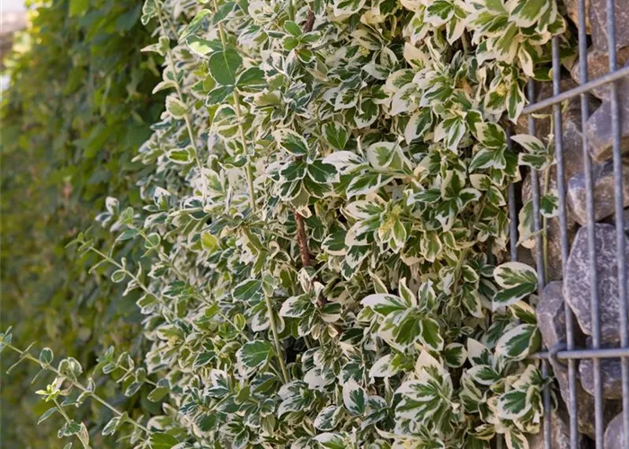 Euonymus fortunei 'Emerald Gaiety' 