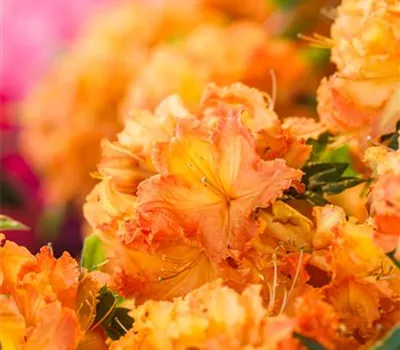 Rhododendron luteum 'Gibraltar' 