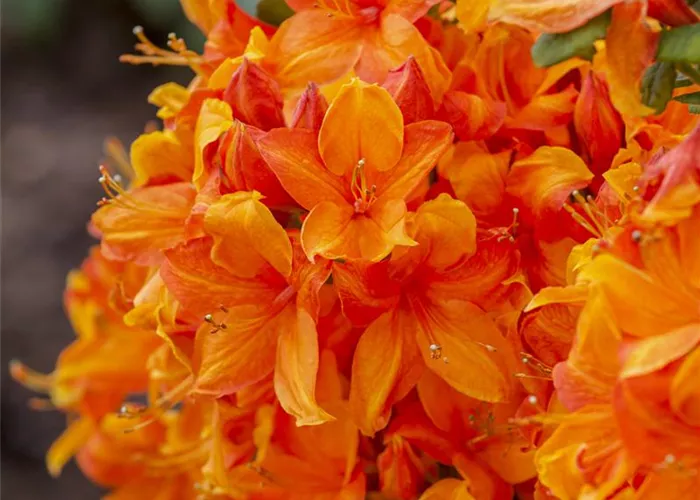 Rhododendron luteum 'Klondyke'  Rhododendron luteum 'Klondyke'