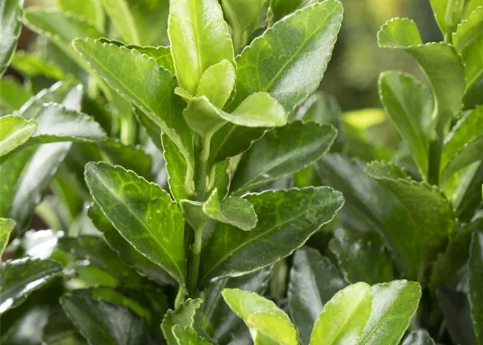 Euonymus japonicus 'Green Spire' 