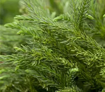 Cryptomeria japonica 'Little Champion', 