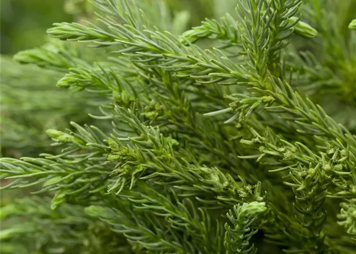 Cryptomeria japonica 'Little Champion',  Cryptomeria japonica 'Little Champion',