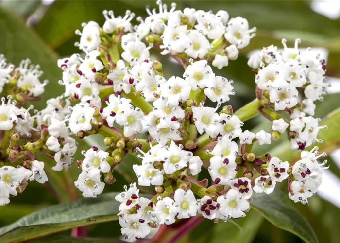 Viburnum davidii Viburnum davidii