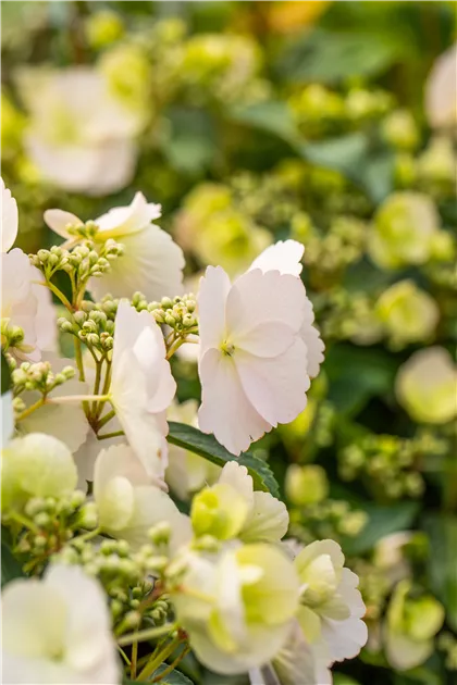 Hydrangea runaway bride hotsell