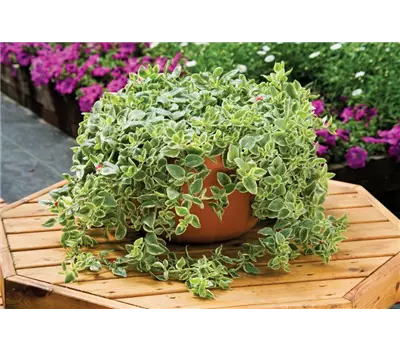 Aptenia cordifolia 'Mezzo® Trailing Red'