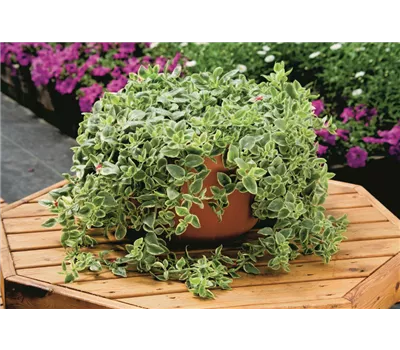 Aptenia cordifolia 'Mezzo® Trailing Red'