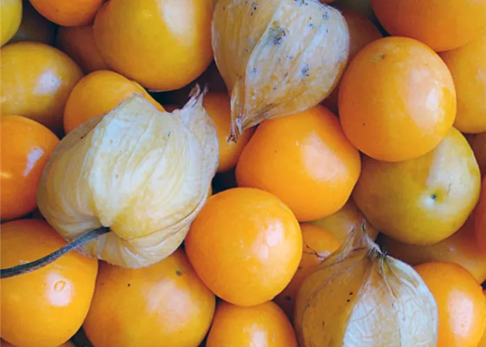 Physalis peruviana 'Schönbrunner Gold'