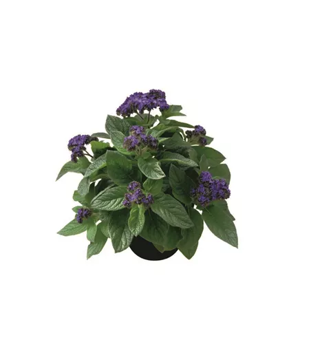 Heliotropium aborescens 'Midnight Sky' Heliotropium aborescens 'Midnight Sky'