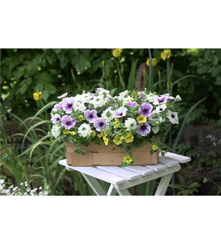 Trixi® Interspecific 'Blue Fun'