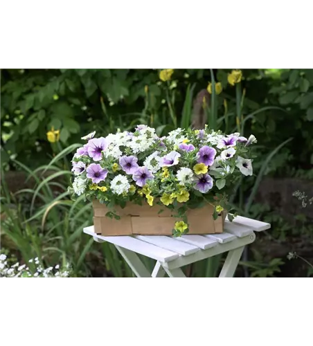 Trixi® Interspecific 'Blue Fun'