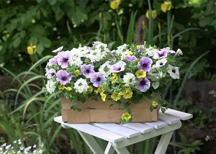 Trixi® Interspecific 'Blue Fun'