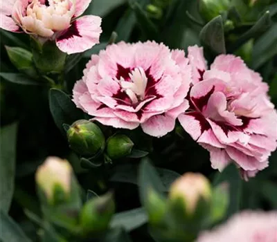Dianthus 'Oscar® Purple Star'