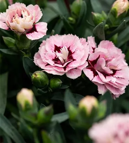 Dianthus 'Oscar® Purple Star' Dianthus 'Oscar® Purple Star'