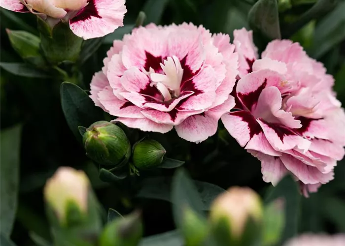 Dianthus 'Oscar® Purple Star' Dianthus 'Oscar® Purple Star'