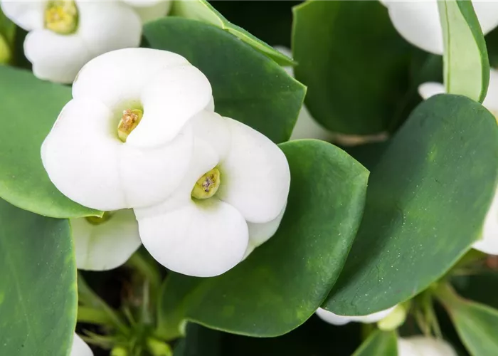 Euphorbia milii 'Hot Milii Weiß' Euphorbia milii 'Hot Milii Weiß'