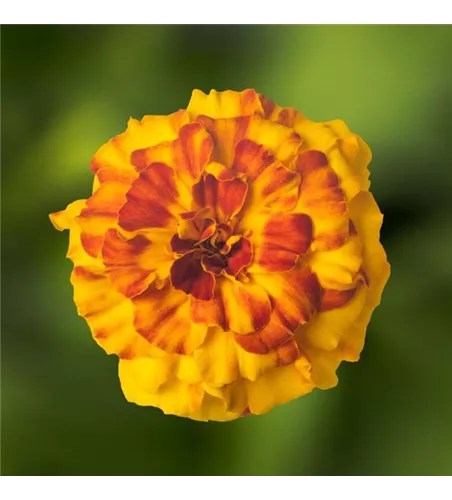 Tagetes triploid 'LTD Endurance Gold'