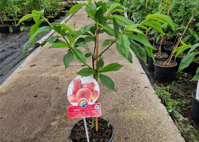 Tellerpfirsich 'Fruit Me® Peach Me Donut' Tellerpfirsich 'Fruit Me® Peach Me Donut'