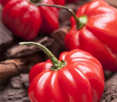 Capsicum annuum 'Paripa F1'
