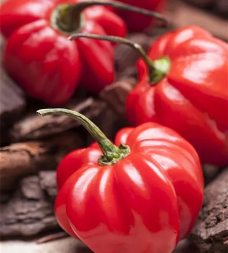 Capsicum annuum 'Paripa F1'