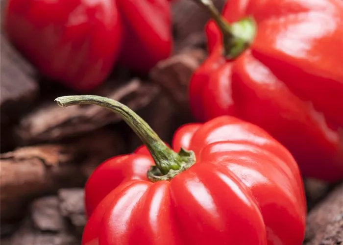 Capsicum annuum 'Paripa F1'