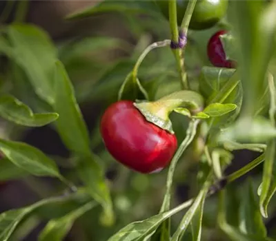 Capsicum annuum 'Koral'