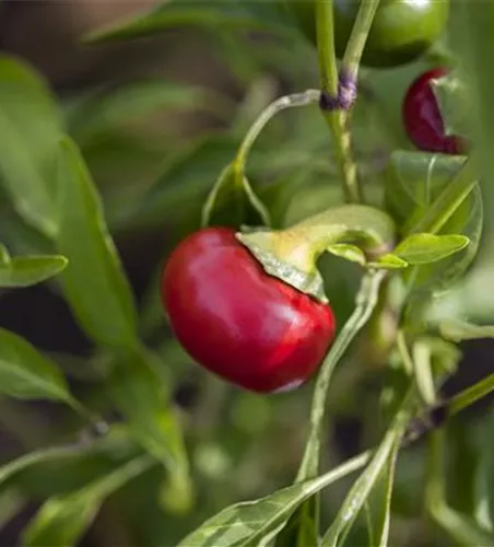 Capsicum annuum 'Koral'