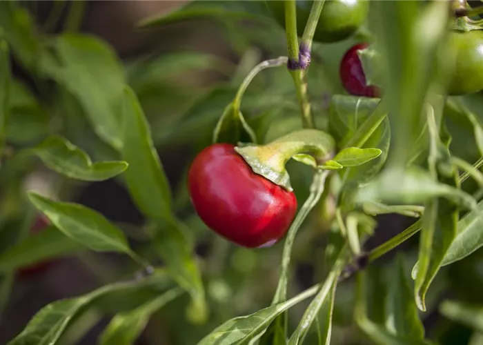 Capsicum annuum 'Koral'