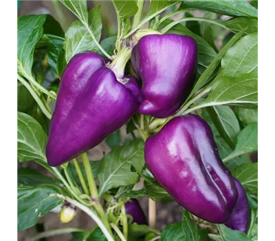 Capsicum annuum 'Oda'