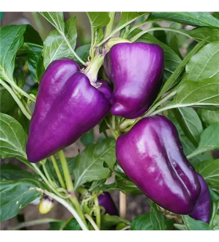 Capsicum annuum 'Oda'