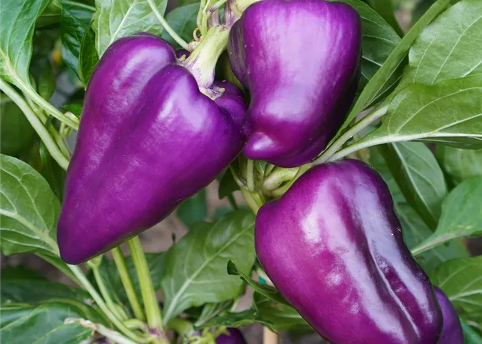 Capsicum annuum 'Oda'