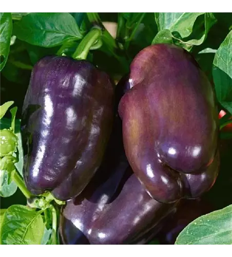 Capsicum annuum 'Snacking Purple'