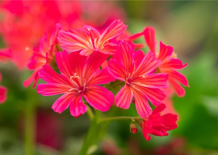 Lewisia cotyledon 'Elise' Lewisia cotyledon 'Elise'
