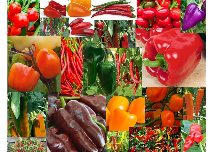 Die Welt der Paprika!