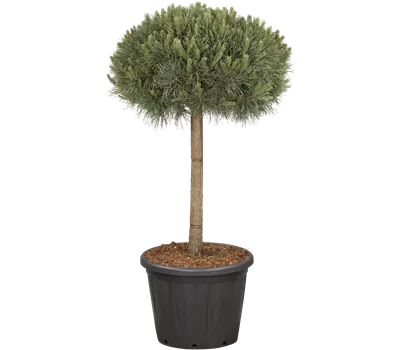 Pinus sylvestris 'Watereri', Stamm 